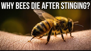 Why Honey Bees Die After Stinging | The Fascinating Science Behind Their Final Sacrifice