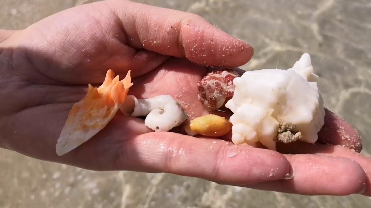 Сир Бани Яс  ( отпуск на лайнере MSC Splendida в марте 2019 года)