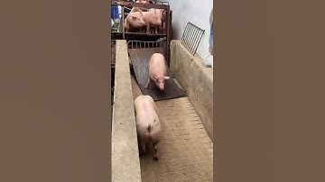 I Safely Loaded a Pig onto a Farm in JUST 10 Minutes