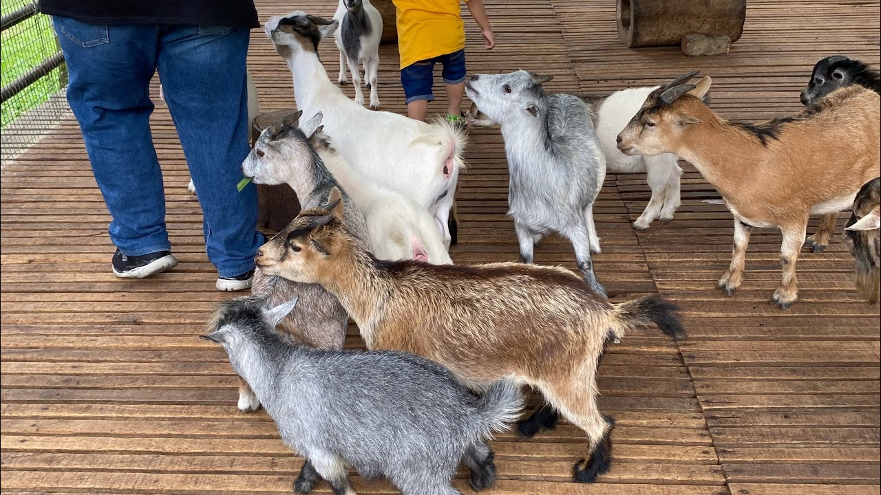 Taman Botani Negara Shah Alam #animals #pettingzoo #binatang #tamanbotani #shahalam 