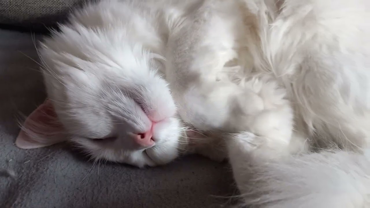 Зимняя спячка #cat #1million 