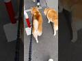 柴犬福 柴友と会った柴犬🤩Shiba-Friend🤩#shorts #hana #bluejeans #柴犬 #japanesedog #shibainu #시바견 #funny #癒し