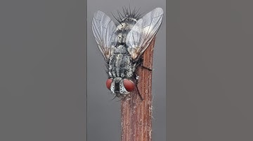 Morning fly hiding in the grass:  #macrophotography #macro #zoom #entomology #nature