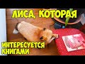 ЛИ СЯО. Лиса - Алиса. Лису интересует все, что касается мяса. Забавные моменты.