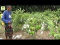 Guava Fruit - Guava Tree Farm Business Ideas with low Investment and High Profit