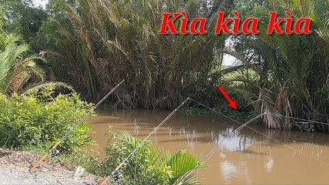 Câu cá sông sài gòn|Chúng mánh bày cá trê sông giựt bay cần luôn.