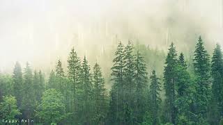 Relaxing Misty Rain Drops for a Fresh Autumn Day