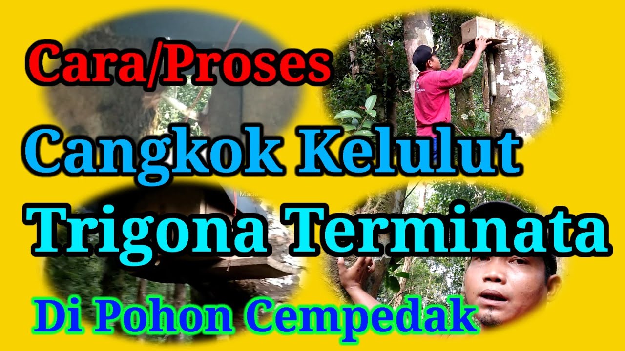 #cangkokkelulutklancengtrigona Cara/proses cangkok kelulut Trigona Terminata di pohon cempedak