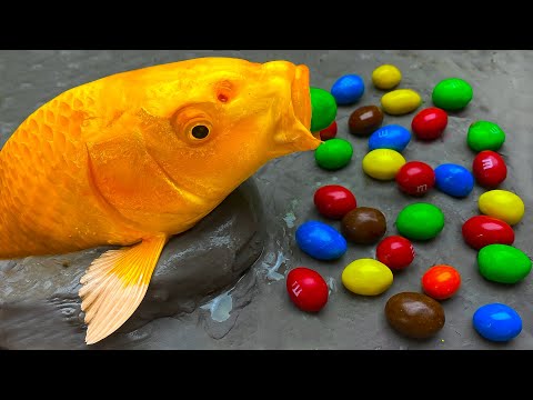 Stopmotion Fish - Golden Carp Candy, Catfish Sushi From Insects Mukbang IRL Recipe 4K | Cuckoo