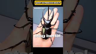 Meet the "BLACK DIAMOND": The ₹75 Lakh Stag Beetle! 💸😮 #InsectLover #NatureFacts #shorts
