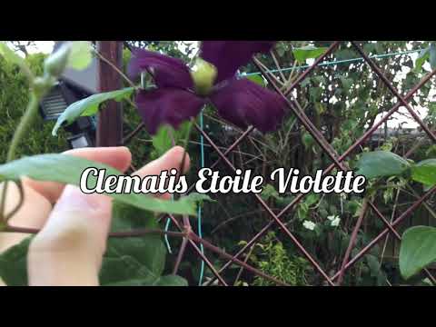Video: Clematis Violet (29 Na Mga Larawan): Paglalarawan Ng 