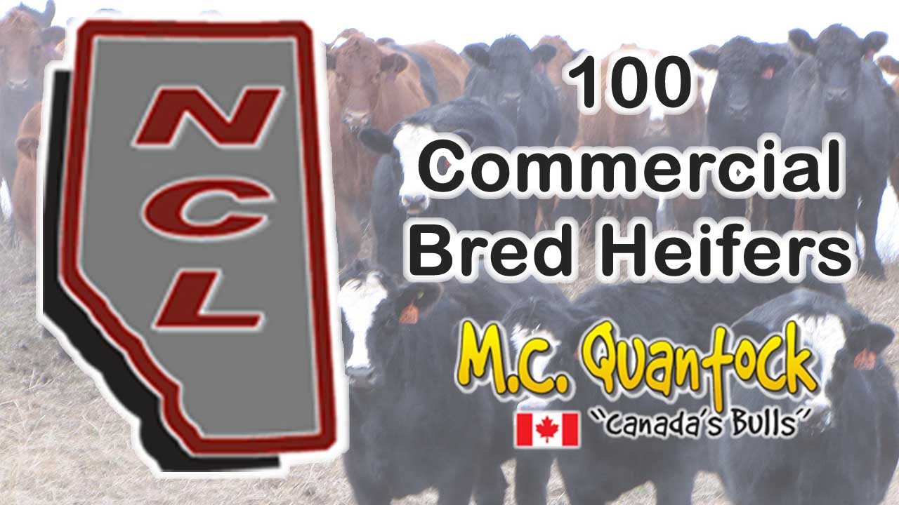 North Central Livestock Exchange Vermilion Bred Heifers For Sale in