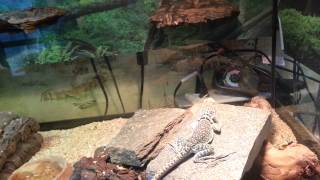 February 2013 Reptile Room Update