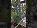 Kaner Plant Care Tips | Nerium Oleander in Pot | Balcony Gardening EcoSaplings #shortvideo #shorts