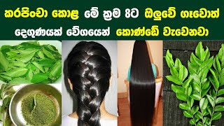 කරපිංචා කොළ මේ ක්‍රම 8ට ඔලුවේ ගෑවොත් දෙගුණයක් වේගයෙන් කොණ්ඩේ වැවෙනවා