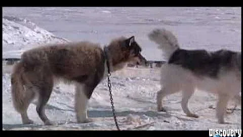 The Inuit Way of Life