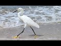 Garça-branca-pequena – Egretta thula