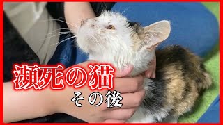 がんばって・・緊急レスキューした野良猫のその後について「vol 403」