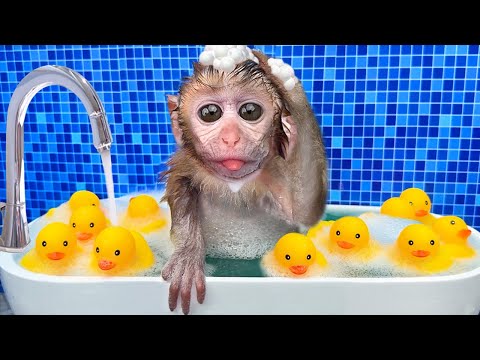 Baby Monkey Chu Chu Plays Water Park With Puppies And Eats Ice Cream So Yummy