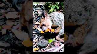 Ring tailed lemur eating fruit resident of Madagascar icelandwildlife shorts