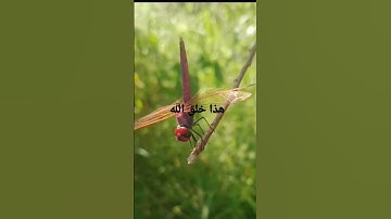 هذا خلق الله تأمل في الكون تدبر لا تغفل في خلق الباري آيات يهدى بها النفس الى الأكمل سبحان الخالق