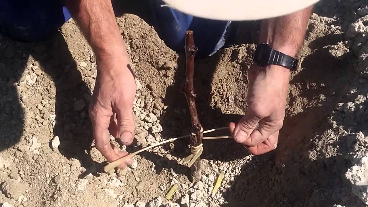 Injerto en viña tipo tradicional