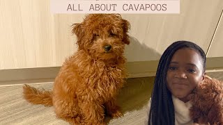 CAVAPOO BREED, PERSONALITY, COST, + MOREEE | VLOGMAS DAY 2 | #cavapoo #puppies #doodles