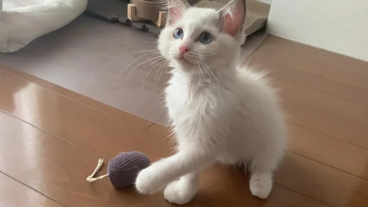 Video 11902291: kitten