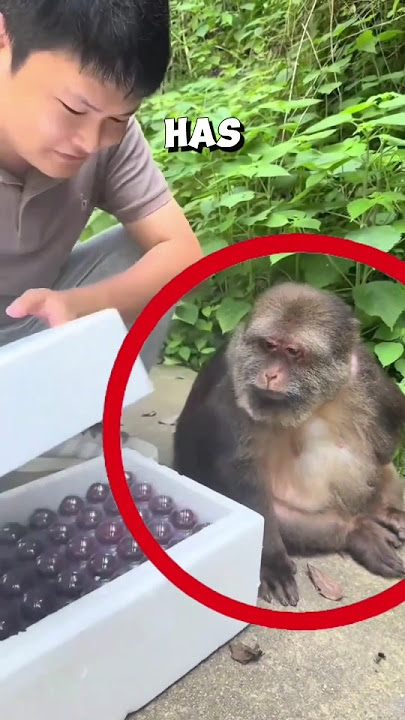 Heartwarming bond between zookeeper and monkey ❤️ #monkey