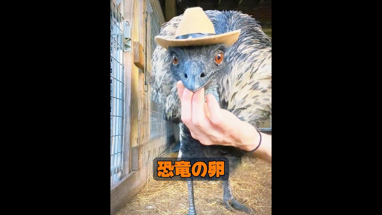 これは恐竜の卵ですか？ #animals #動物プロダクション #動物 #自然 #癒し