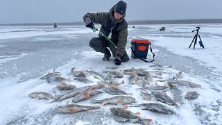 Ломаются Удочки И Трещат Лески! Окунь Размером С Щуку! Рыбалка По Первому Льду 2022-23.