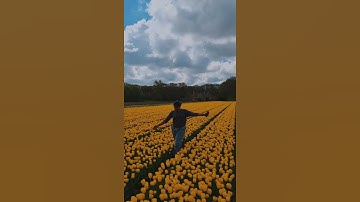 Thumbnail of Tulip Fields, Lisse Netherlands | Pookkale Sattru #shorts