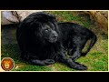 Die 10 seltensten Löwen der Welt