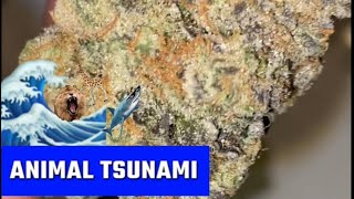 Animal Tsunami Strain Review 🦁 🦒 🌊 Jungle Boys