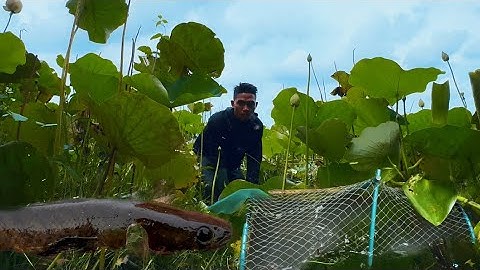 Đặt Lờ Cá Lóc Theo Những Đầm Lầy Mùa Nước Lũ