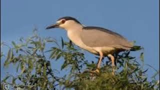 Tiếng Vạc Gọi Bầy Miễn Phí MP3 @PTGioKA