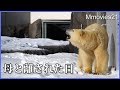 母と離された日のリラ　ララの呼び声に応え　雪玉のプレゼント　ホッキョクグマ親子