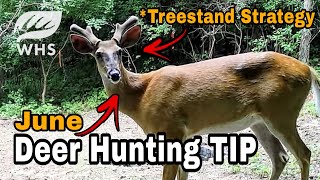 June Deer Hunting Tip