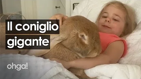 Quanto è grande il coniglio più grande del mondo?