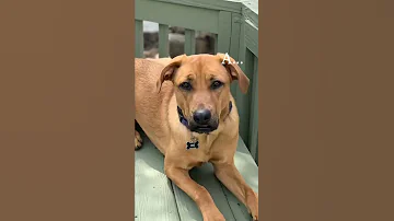 A Work Of Does Your Dog Know Multiple Languages 