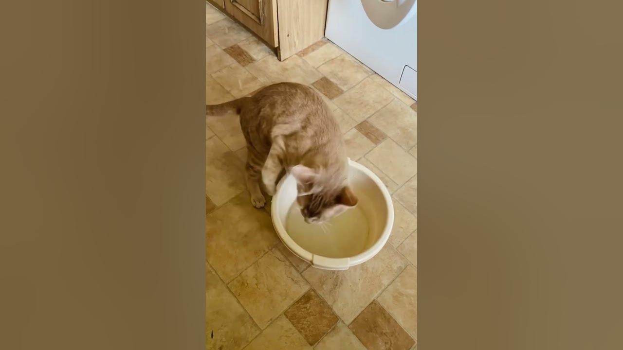 Буля,Буль,Буля!)))🤣🤣🤣Любви,Добра,Вам!)😊🌺💐💖 ️‍🔥💗💞 ️ - YouTube