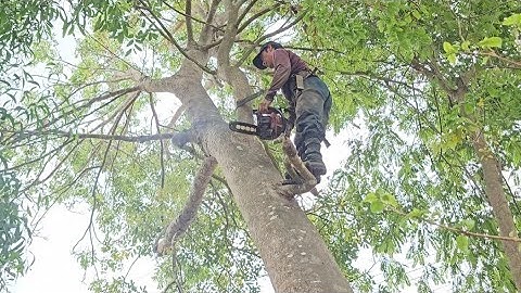 Cưa  cây  xà  cừ  cho ông  chính .Cưa  cây  kỷ thuật cao