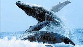 Pueblo de Ballenas (Whale Nation)