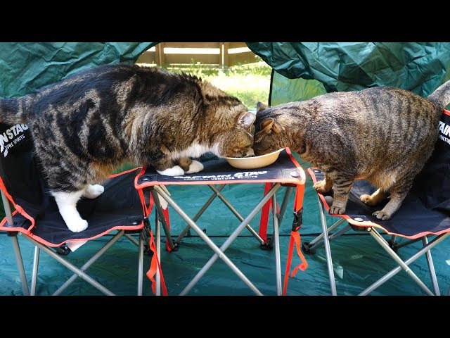 キャンプ気分を味わうねこ。 -Maru&Hana taste a camping feeling.-