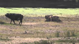 LION KILL BUFFALO-MJEJANE GAME RESERVE- MAY 2015