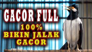 JALAK SUREN BERKICAU bikin JALAK SUREN LAIN IKUT GACOR langsung BONGKAR