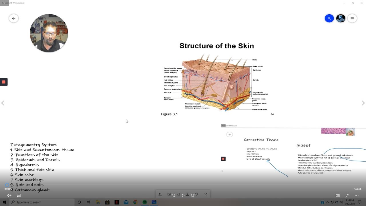 Integumentary system part one - YouTube