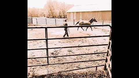 Horses and God. Can a horse teach us about God pt2