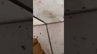 Balı Kolay Elde Edemiyoruz . Sıcaklık 45 Derece