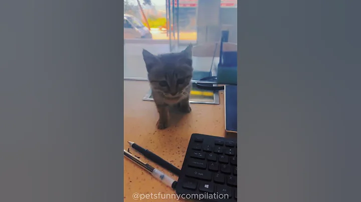 Watch the video about Funny Pets Compilation 😻🐈 | Part 13 #cat #catshorts #cutecat #funnycats #cats #satisfying